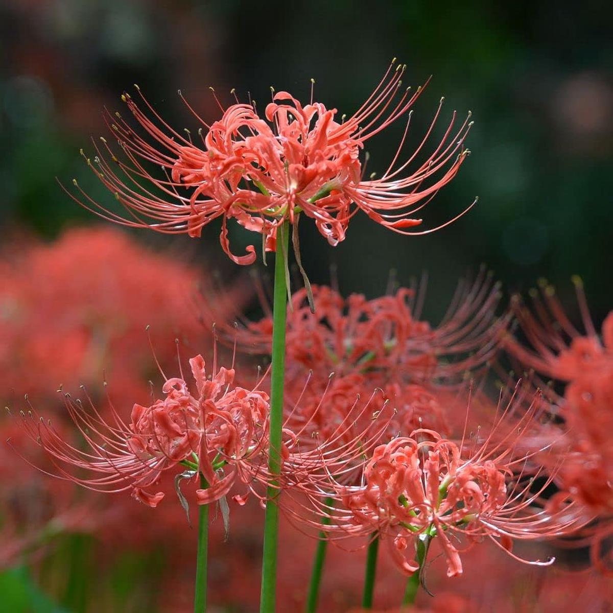 Light Grey Higanbana Flower seeds for Planting Vibrant Colors Heirloom & GMO Free Seeds for Home Garden