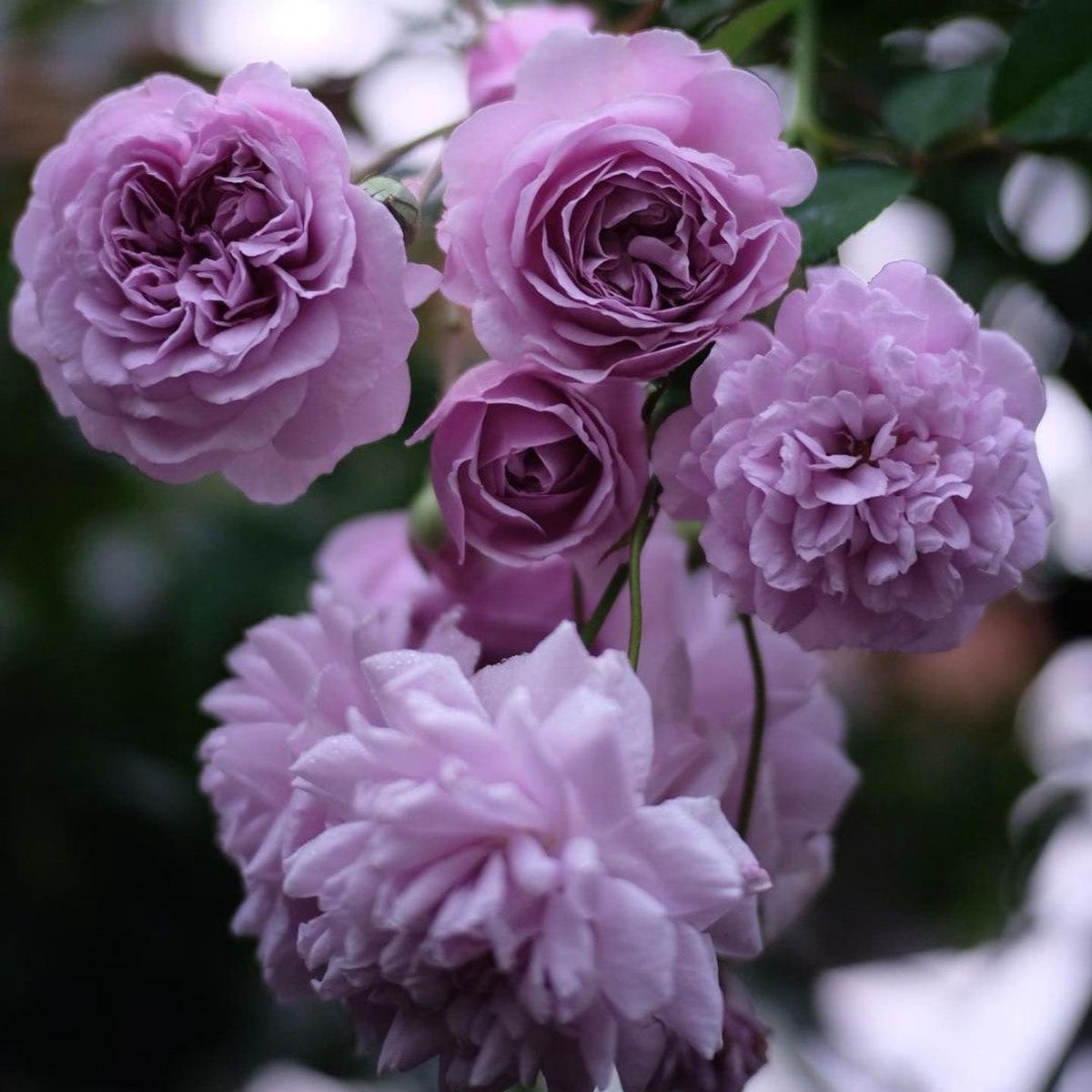 Light Purple Climbing Rose Seeds for Planting  Heirloom, Non-GMO Flower Garden Seeds