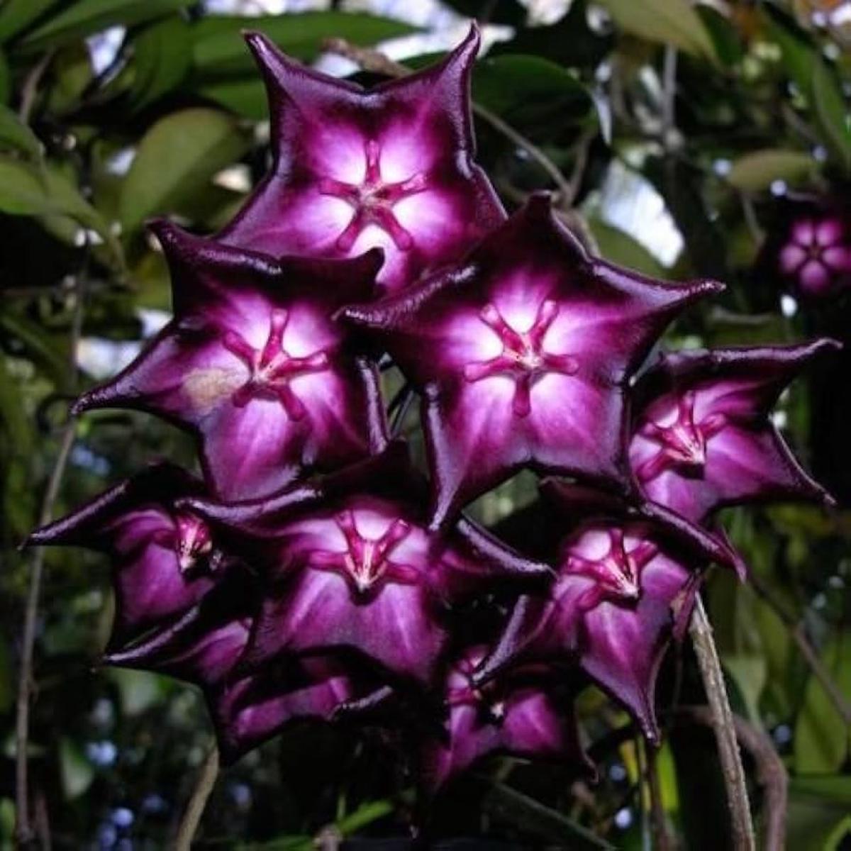 Light Violet Hoya Carnosa Flower Seeds for Planting Heirloom, Non-GMO, Bright Blooms, High Germination