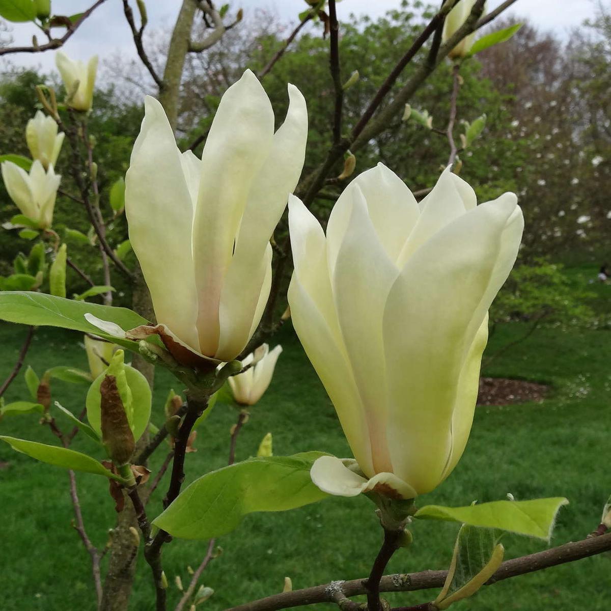 Light Yellow Yulan Flower Seeds for Planting Heirloom, Non-GMO, High Germination Organic Garden Seeds