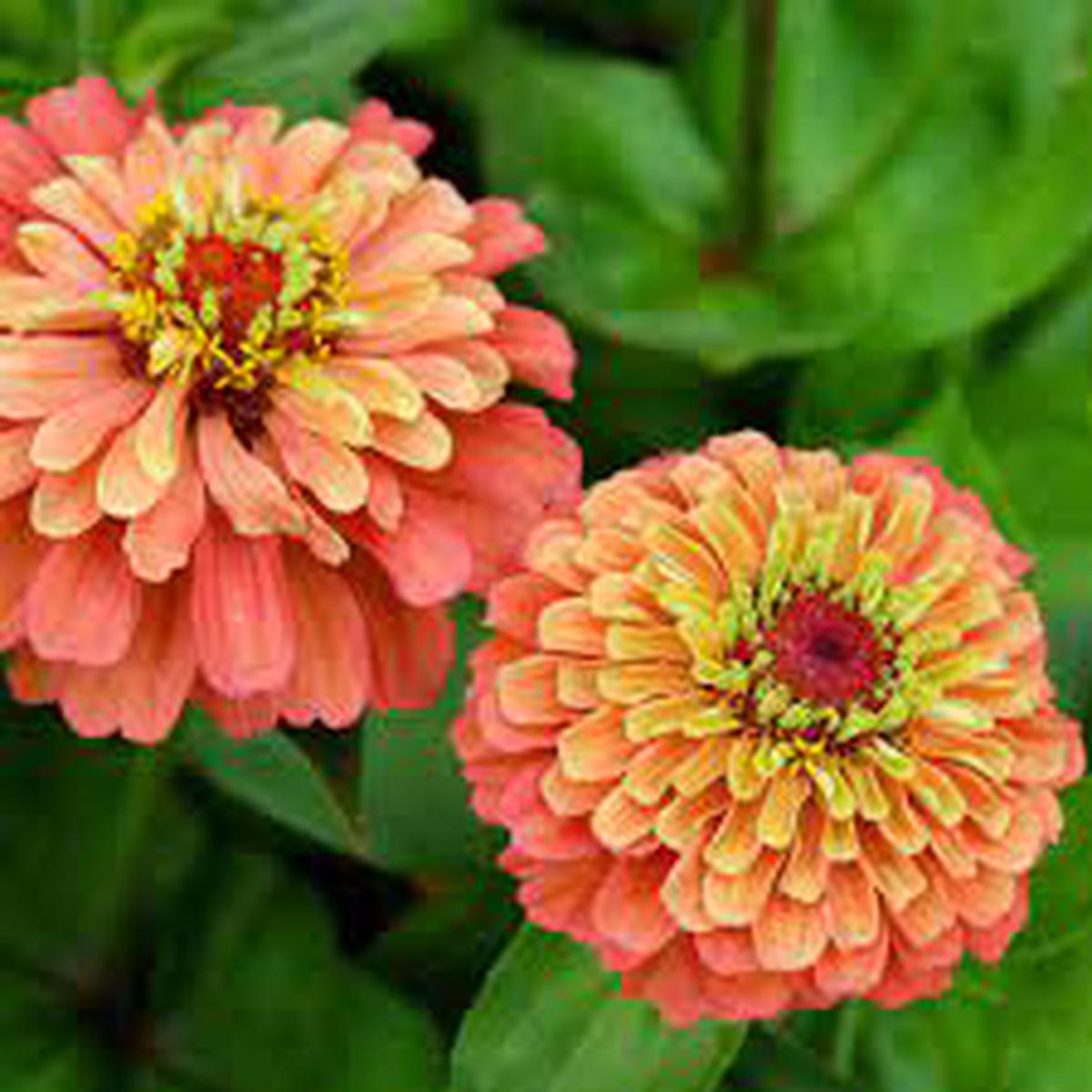 Lime Orange Zinnia Flower seeds for Planting - Compact Growth, Heirloom & GMO Free Seeds for Home Garden