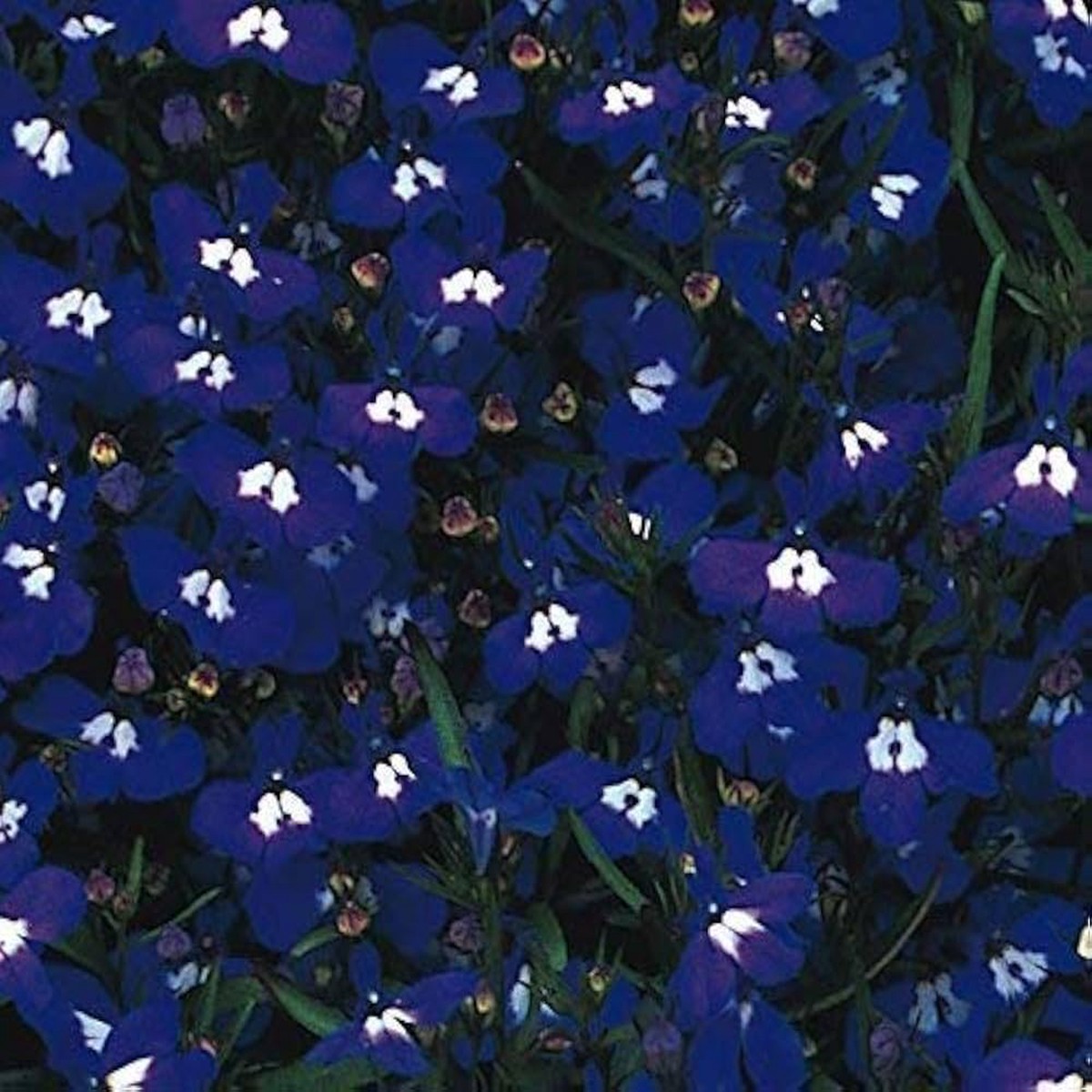 Lobelia Lobelia Erinus Mrs Clibran Flower For Planting In Hanging Baskets Pots Flower Seeds for