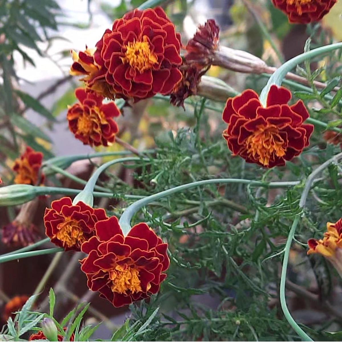 Marigold Flower Seeds for Planting Heirloom, Non-GMO, Easy to Grow, Red & Yellow Mix