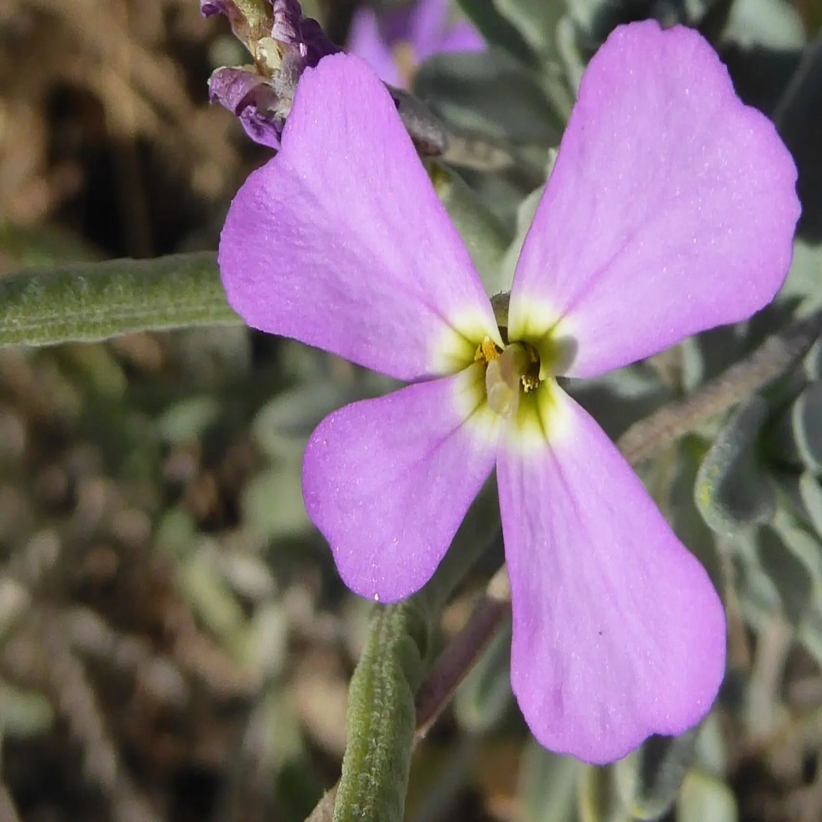 Matthiola Sinuata Flower Seeds for Planting  Heirloom, Non-GMO Stock Flower Seeds for Fragrant Garden Blooms