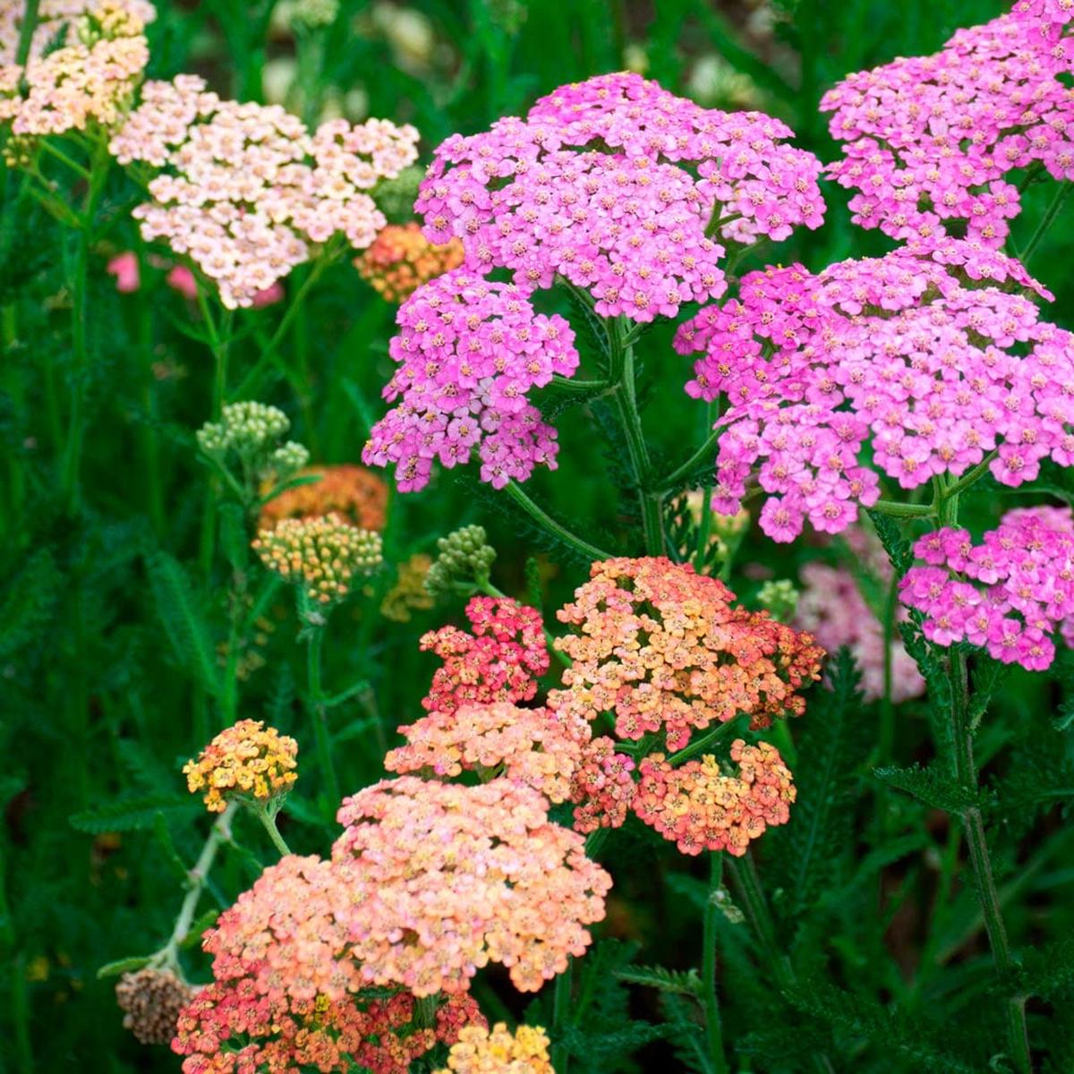 Mixed Achillea Flower Seeds for Planting Heirloom, Non-GMO, High Germination Organic Garden Seeds