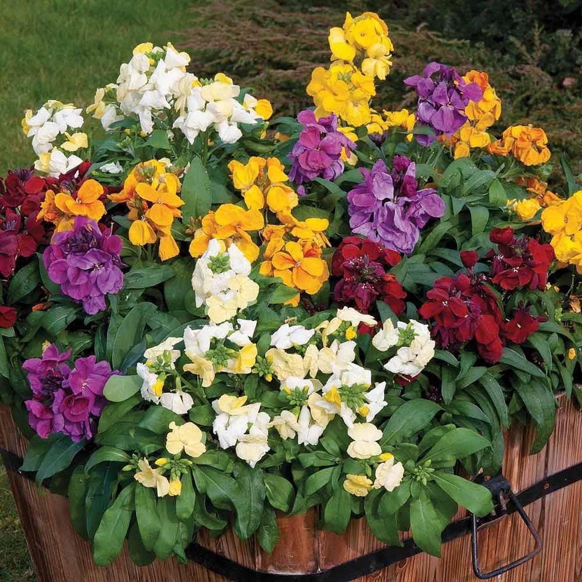 Mixed Erysimum Flower Seeds for Planting - 100 pcs