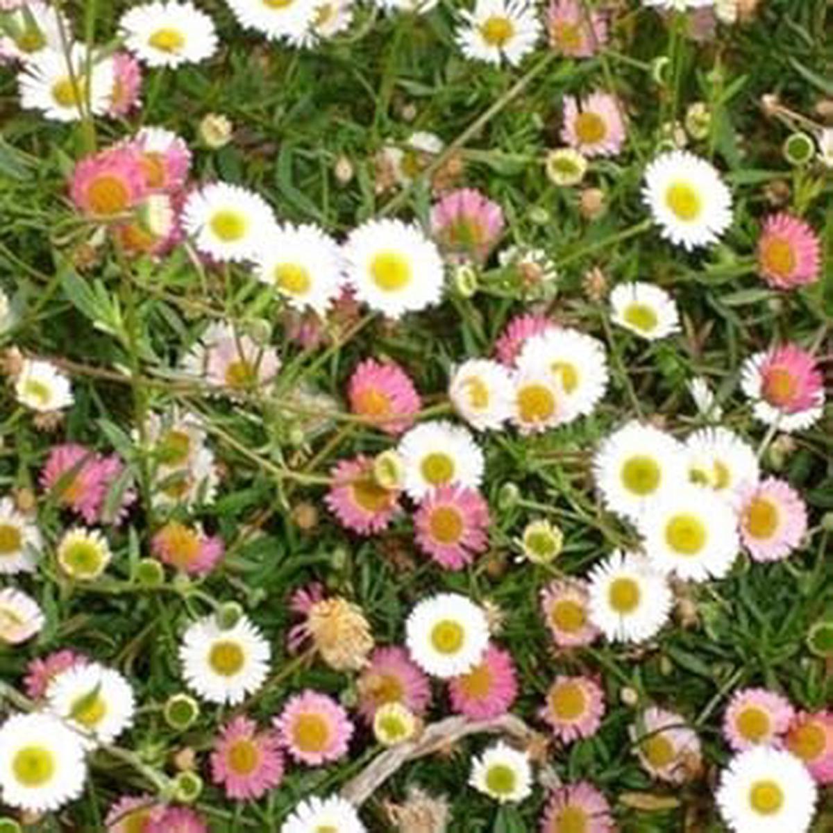 Mixed Karvinskianus Flower seeds for Planting - Premium Quality, Heirloom & GMO Free Seeds for Home Garden