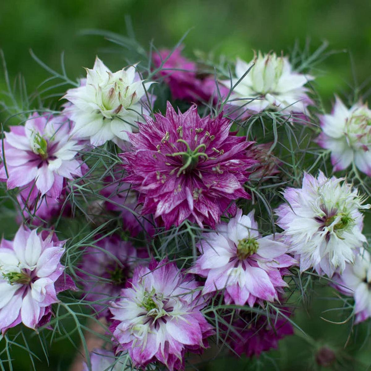 Nigella Damascena Flower seeds for Planting Easy to Grow Heirloom & GMO Free Seeds for Home Garden Sale