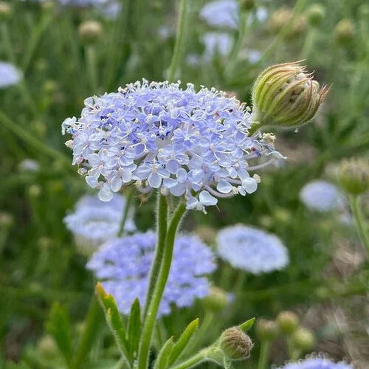 Organic Blue Lace Flower Seeds for Planting Heirloom, Non-GMO, High Germination Organic Garden Seeds