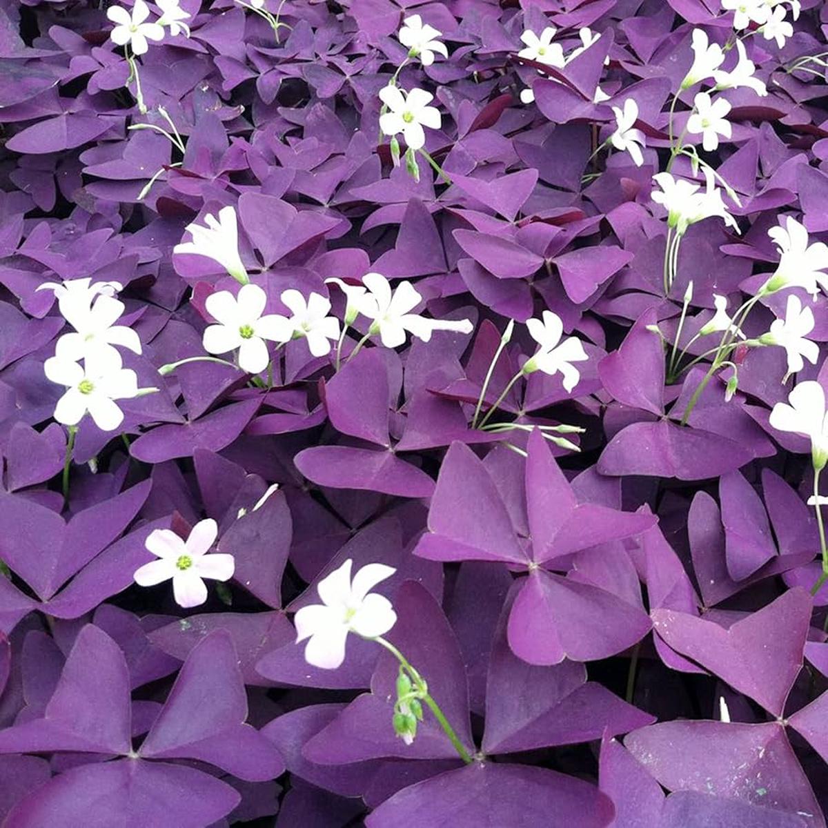 Oxalis Triangularis Flower Seeds for Planting  Heirloom, Non-GMO, High Germination Organic Garden Seeds