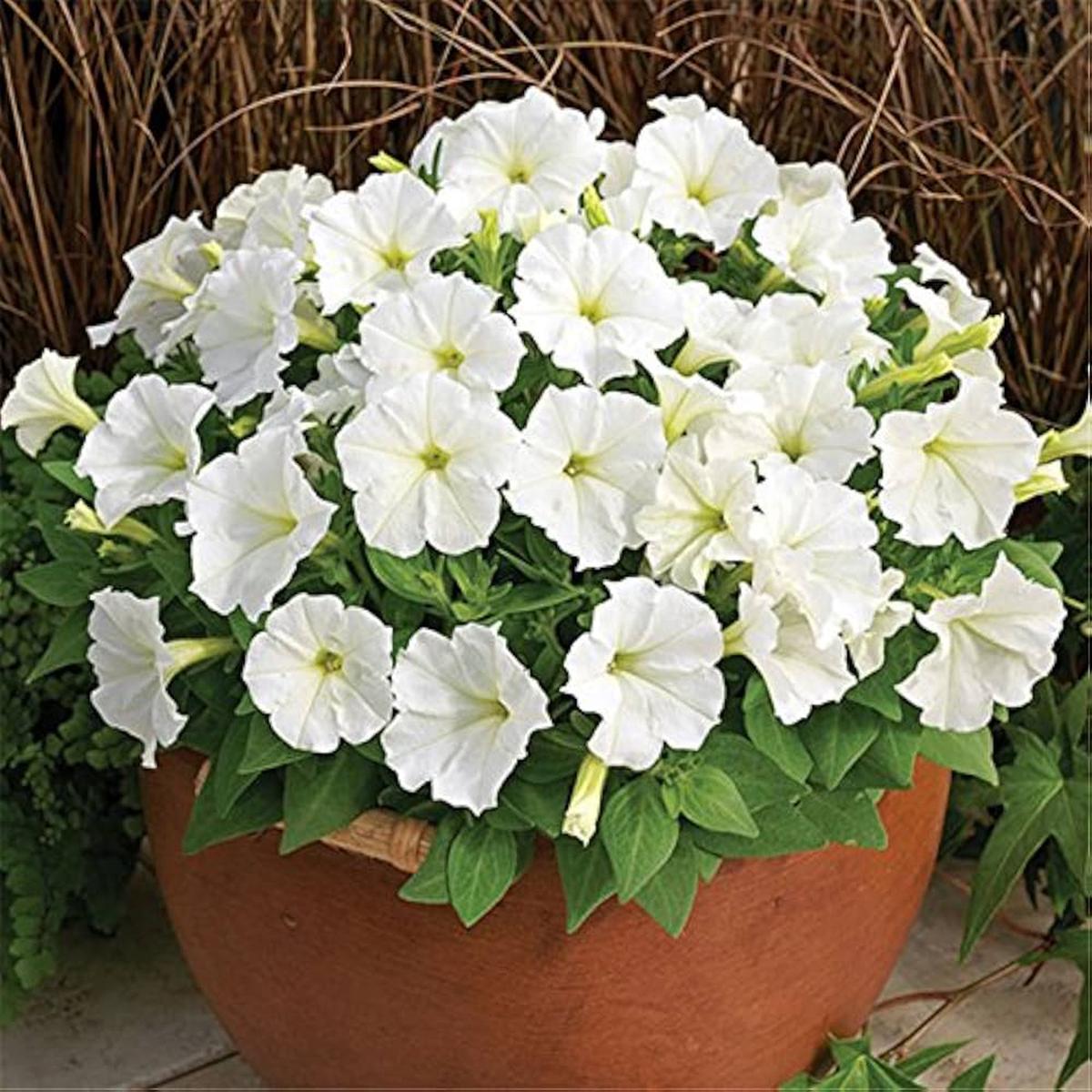 Petunia Flower Seeds (White)  Fresh Seeds for Planting Elegant Blooms