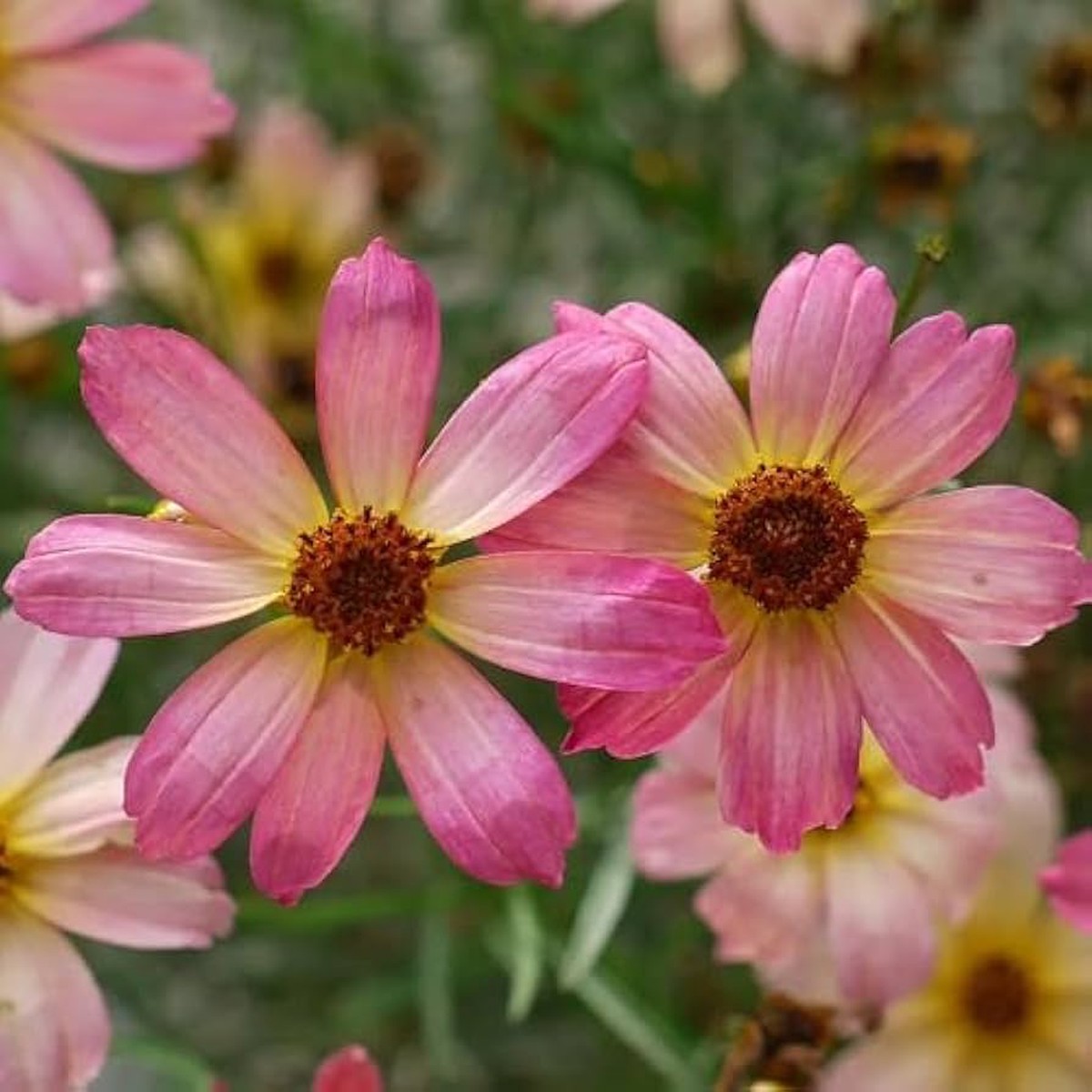 Pink Coreopsis Flower Seeds for Planting  Heirloom, Non-GMO, Organic Garden Seeds with High Germination