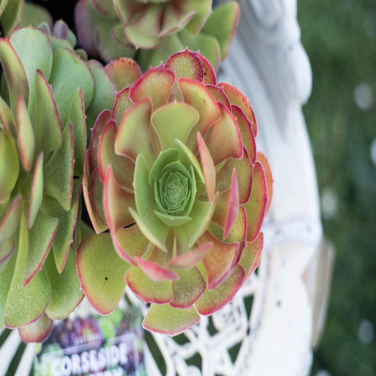 Pink Green Succulent Flower Seeds  Heirloom, Non-GMO, Shade-Tolerant Garden Seeds