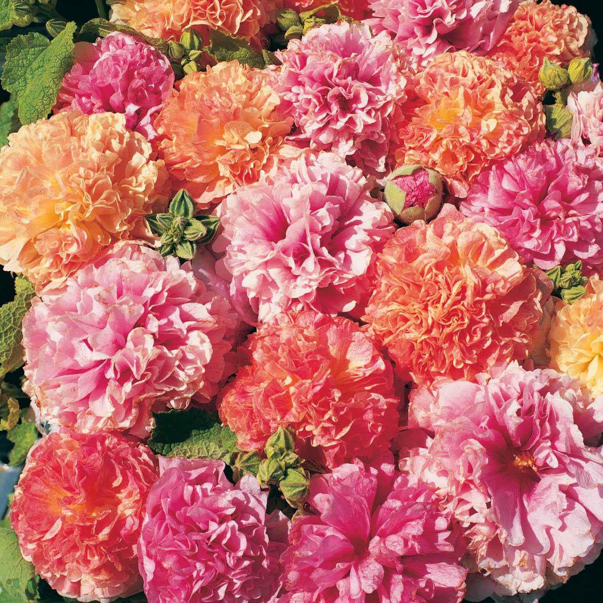 Pink-Orange Hollyhock Flower Seeds for Planting  Heirloom, Non-GMO, Easy to Grow, Perennial