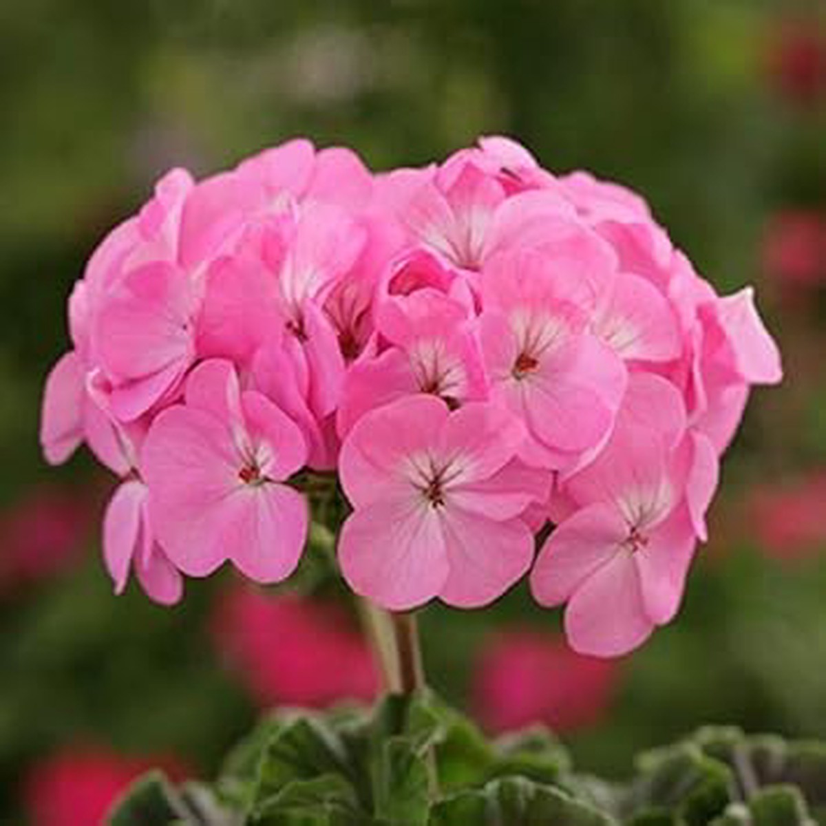 Pink Univalve Geranium Seeds  Heirloom Non-GMO Seeds for Planting | High Germination Organic Garden Seeds