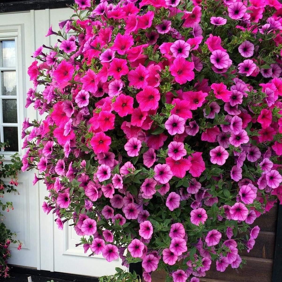 Pink Violet Hanging Petunia Flower Seeds for Planting Heirloom, Non-GMO, High Germination Organic Seeds