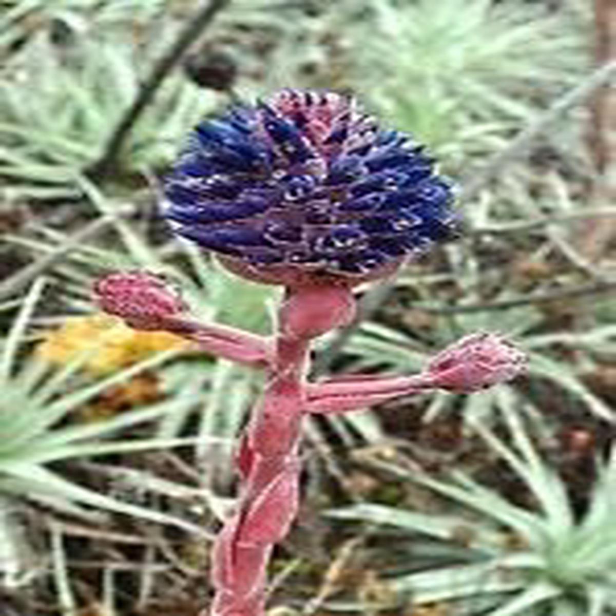 Purple Puya Venusta Flower Seeds for Planting Shade Tolerant, Heirloom, Non-GMO, High Germination Organic Seeds
