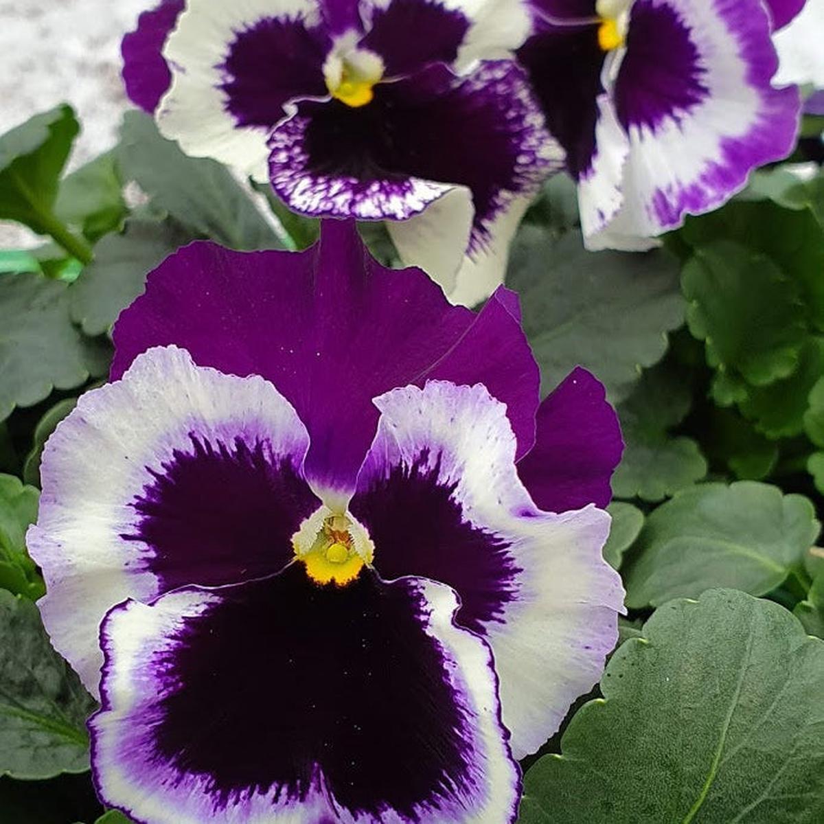 Purple White Pansy Flower seeds for Planting Wildflower Mix Heirloom & GMO Free Seeds for Home Garden Sale