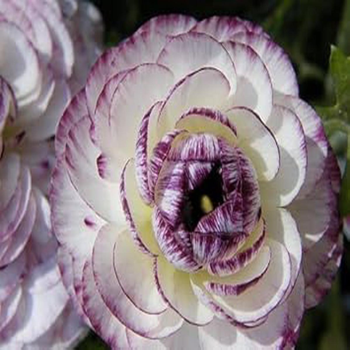 Purple White Ranunculus Flower Seeds for Planting Rare Garden Blooms, Heirloom & Non-GMO garden seeds