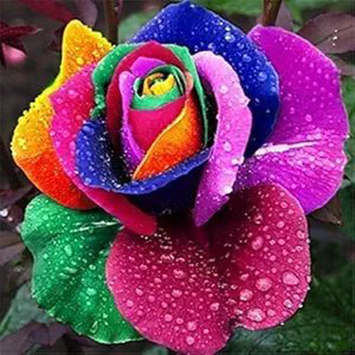 Rainbow Flowers Rare Seeds , Multicolor Blooming Variety for Unique Garden Displays
