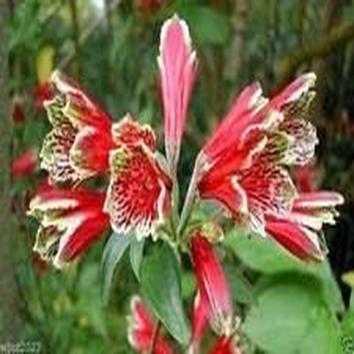 Red Alstroemeria Psittacina Seeds for Planting Heirloom & Non-GMO, High Germination, Organic Garden Flowers