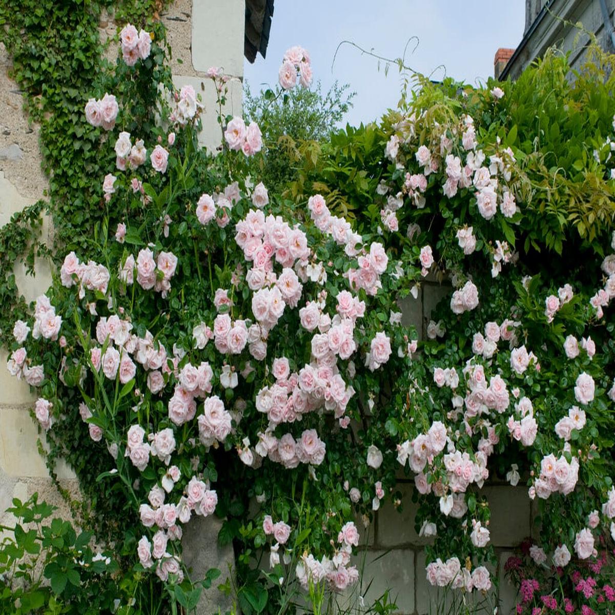 Red Light Pink Climbing Rose Flower Seeds for Planting  Heirloom, Non-GMO, High Germination Organic Garden Seeds