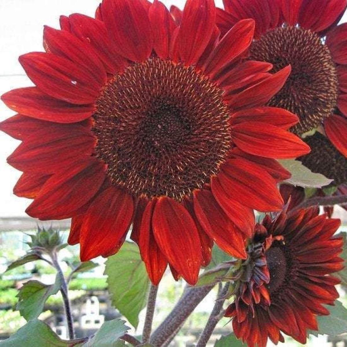 Red Sunflower Seeds for Planting Heirloom, Non-GMO, Easy to Grow, Annual