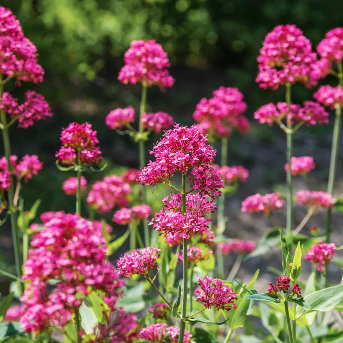 Red Valerian (Centranthus ruber) Flower Seeds for Planting  Heirloom, Non-GMO, Easy to Grow, Perennial
