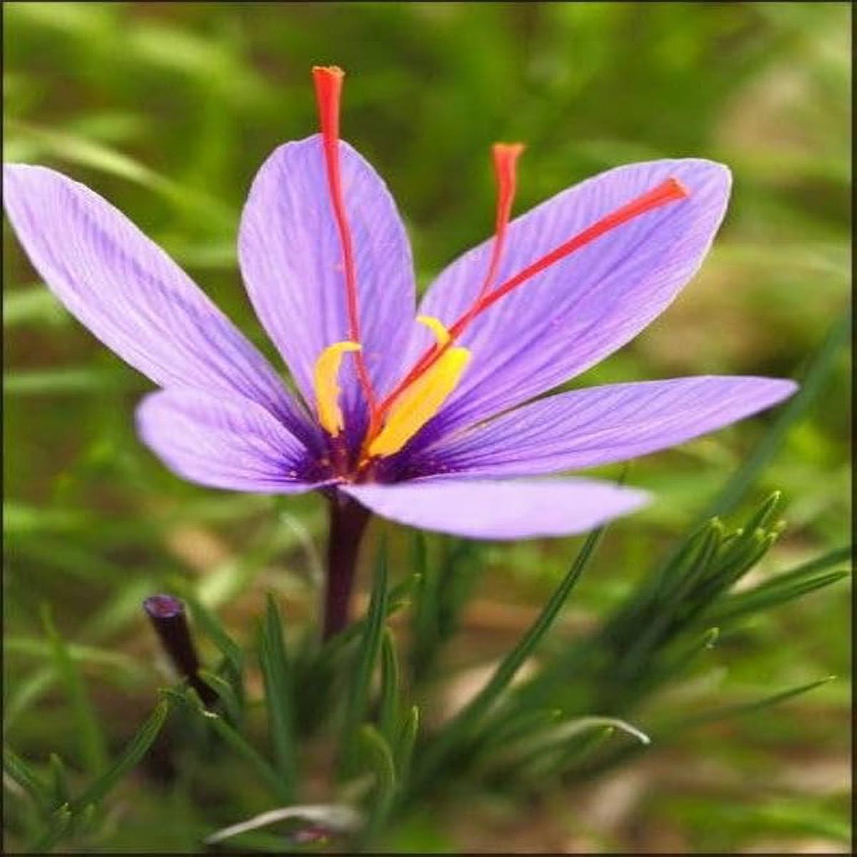 Saffron Flower Bulbs With High Germination Rate Pots Flower Seeds Home Garden Planting,
