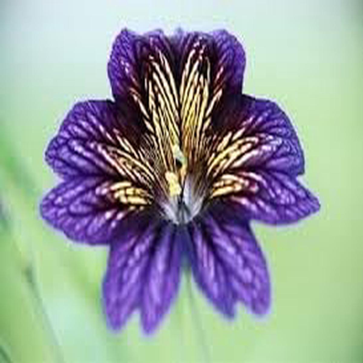 Salpiglossis Flower Seeds for Planting Heirloom, Non-GMO, Vibrant Colors Organic Garden Seeds