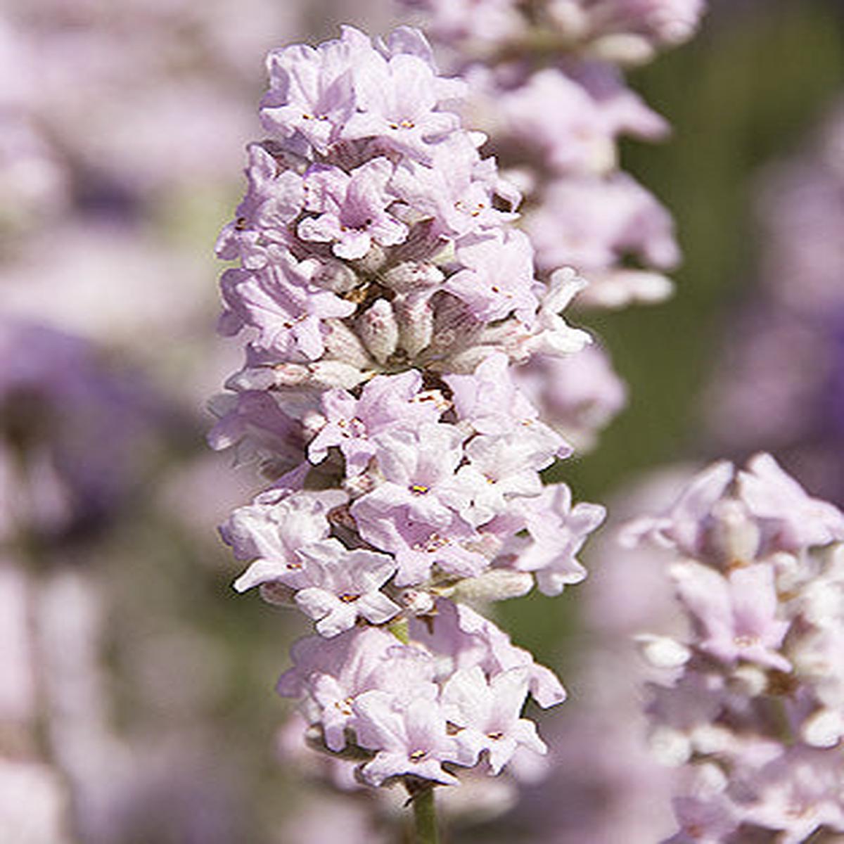 Soft Pink Lavender Seeds Delicate Fragrant Blooms for Gardens & Landscaping