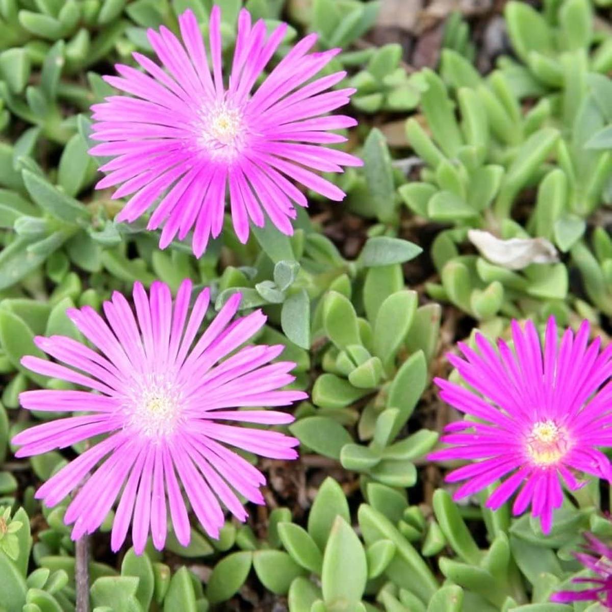 Sorbet Purple Ice Viola cornuta Seeds for Planting balcony planter flower bed