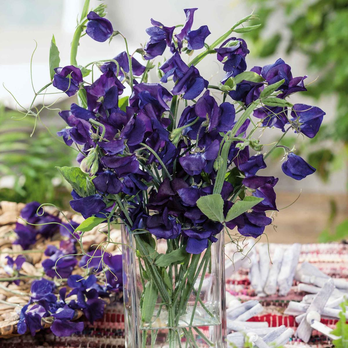 Sweet Pea Seeds - Royal Navy Blue