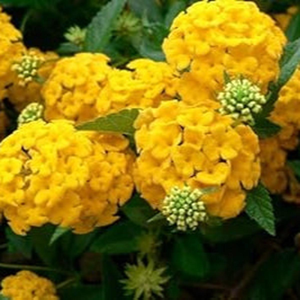 Thick Yellow Hydrangea Flower seeds for Planting Premium Quality Heirloom & GMO Free Seeds for Home Garden Sale
