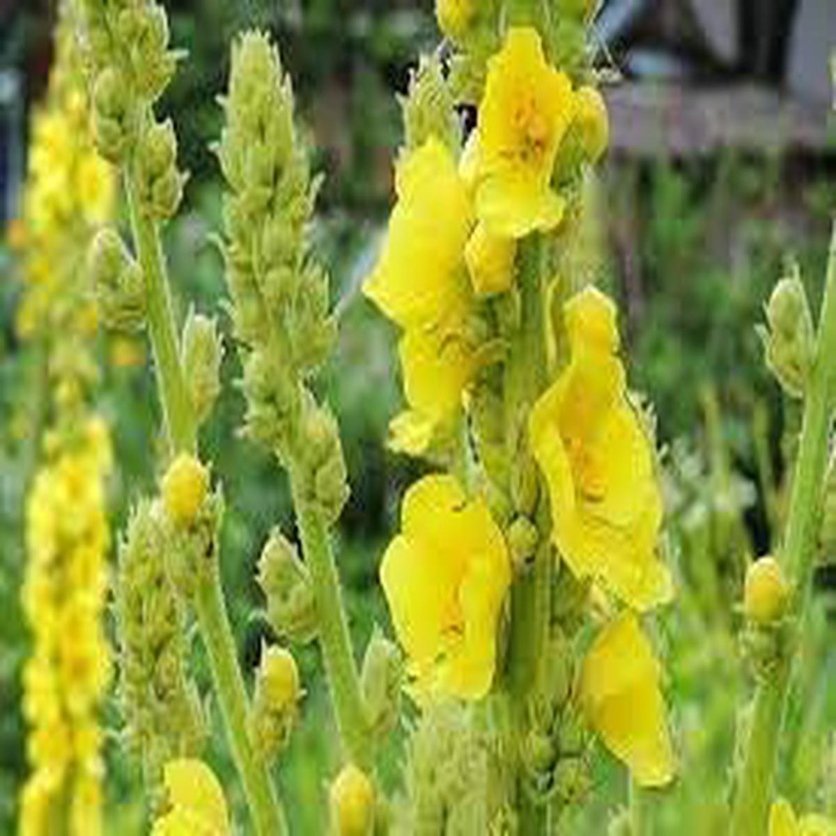 Verbascum Flower seeds for Planting Pollinator Friendly Heirloom & GMO Free Seeds for Home Garden