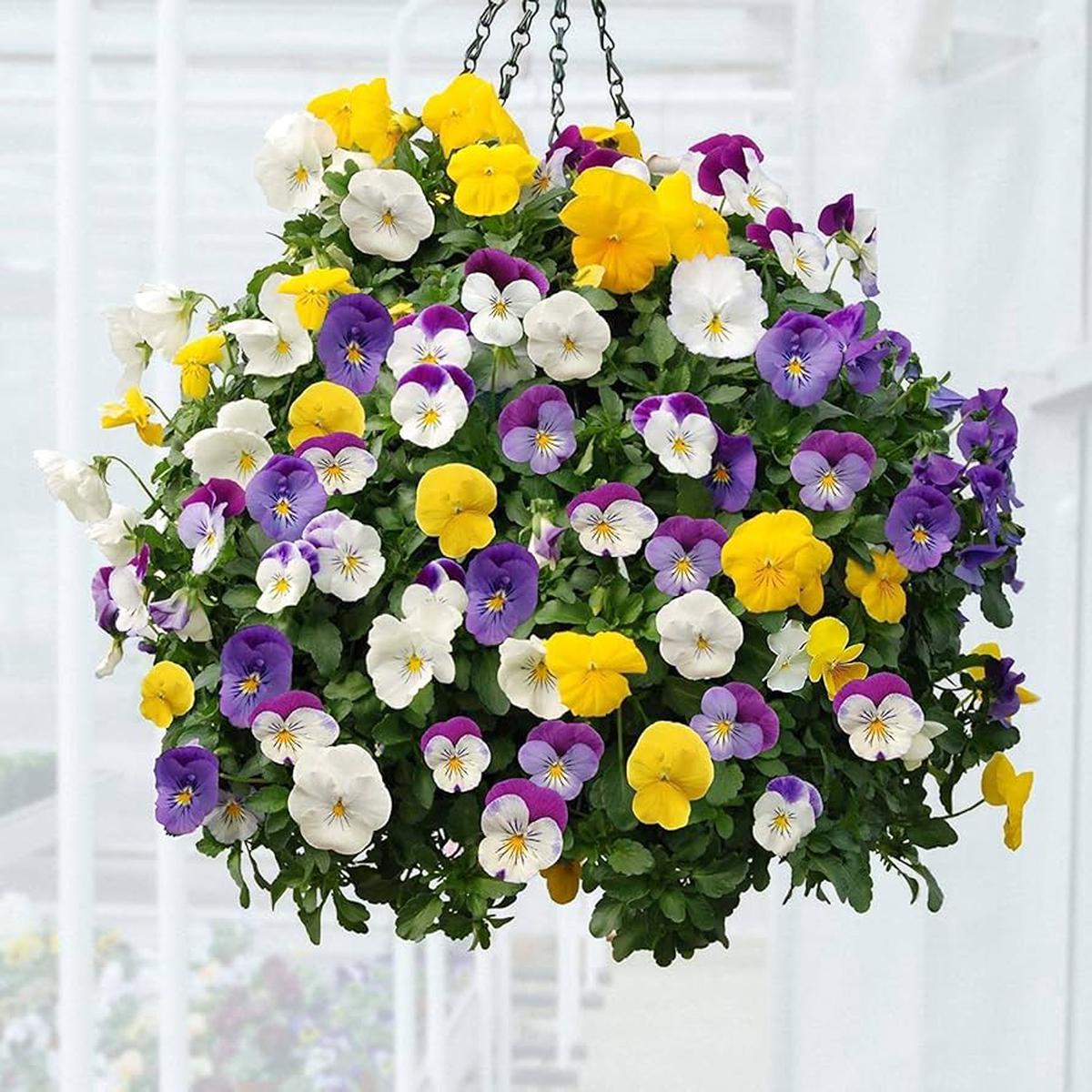 Viola Arvensis Field Pansy Seeds for Planting - Ideal for Flower Bed & Garden