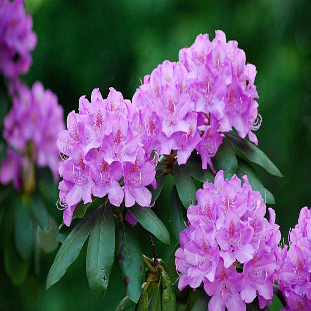Violet Brown Rhododendron Flower Seeds for Planting Heirloom, Non-GMO, High Germination Seeds