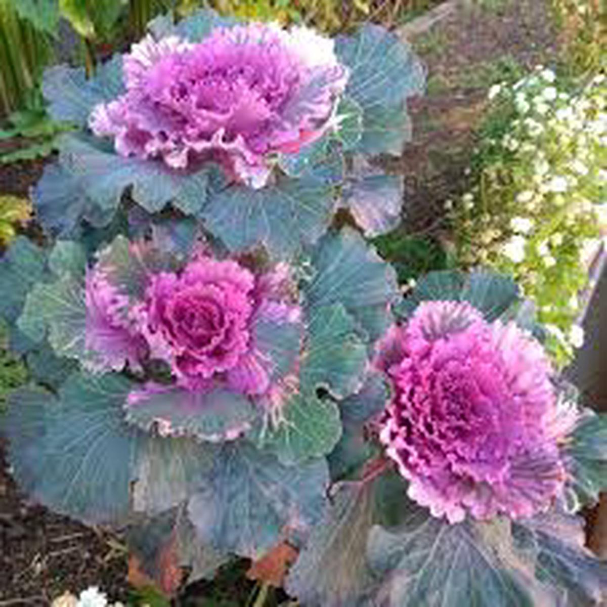 Violet Red Brassica Oleracea Flower Seeds for Planting Cut Flower Favorite Heirloom & GMO Free Seeds for Home Garden Sale