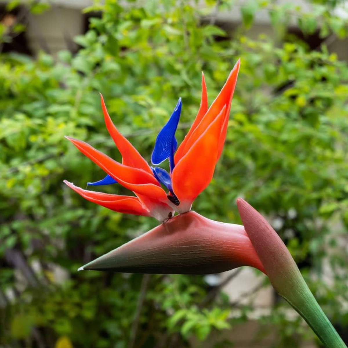 Violet Red Heirloom Non Gmo Strelitzia Flower Exotic Blooms Garden Planting Flower Seeds