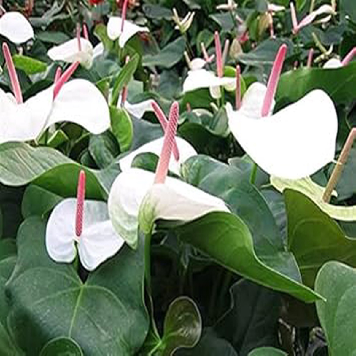 White Anthurium Andraeanum Flower Seeds for Planting Heirloom, Non-GMO, High Germination Tropical Garden Blooms