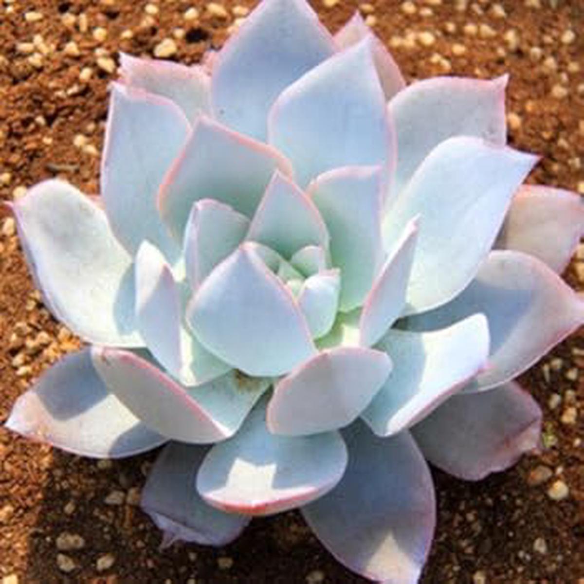 White Echeveria Cante Flower seeds for Planting - Garden Favorite, Heirloom & GMO Free Seeds for Home Garden
