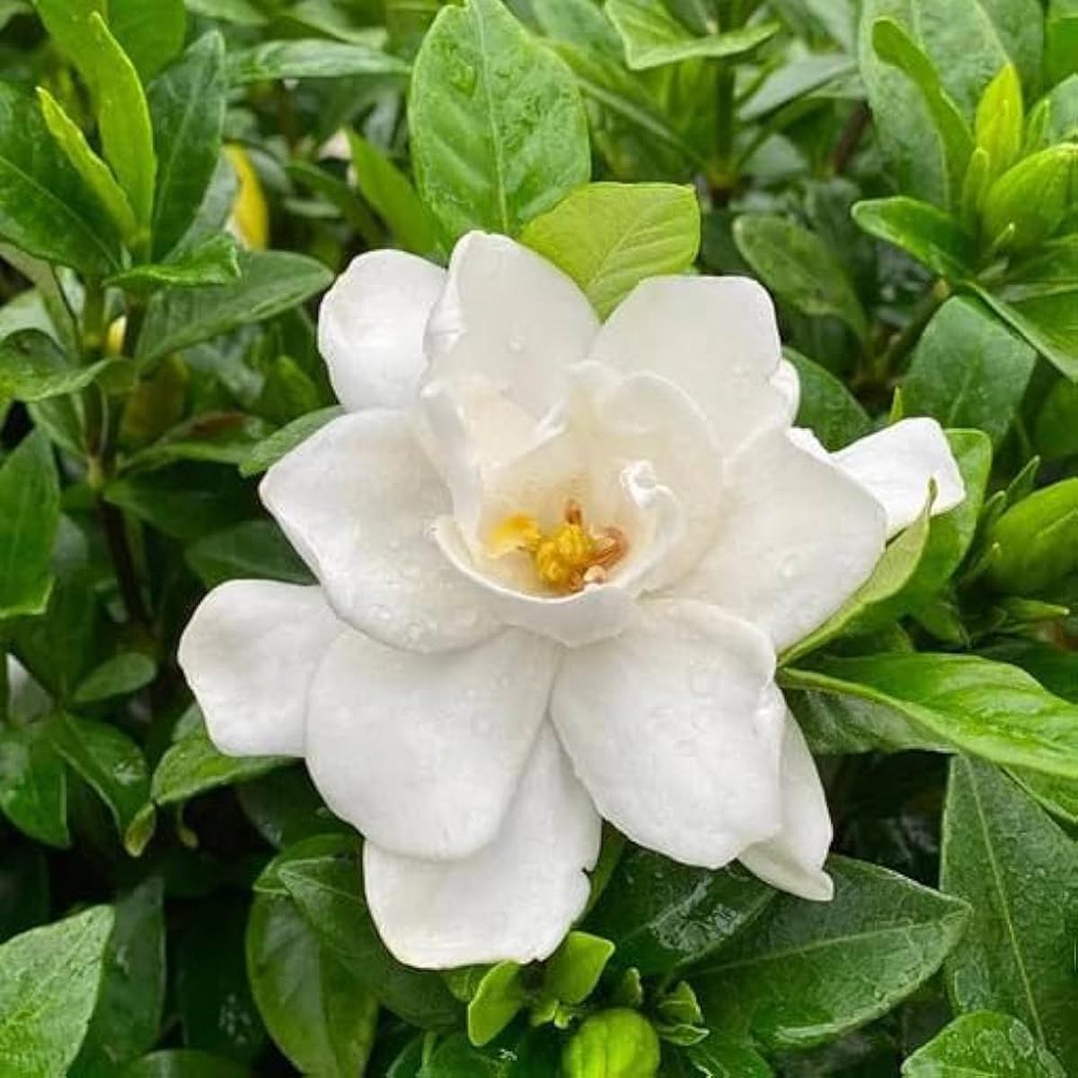 White Gardenia Flower Seeds for Planting  Heirloom, Non-GMO, High Germination Organic Garden Seeds