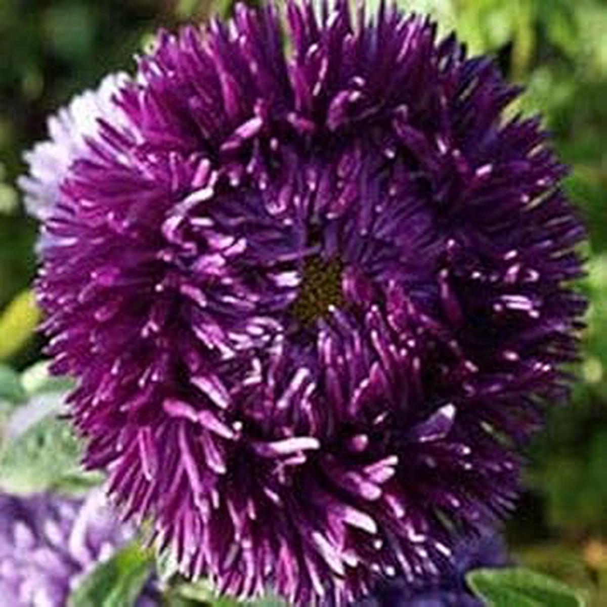 White Green China Aster Flower Seeds  Heirloom Non-GMO Seeds for Planting, High Germination Organic Garden Seeds