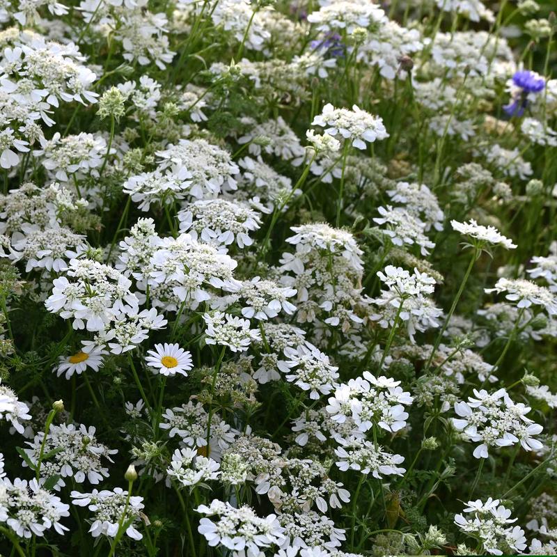 White Lace Seeds
