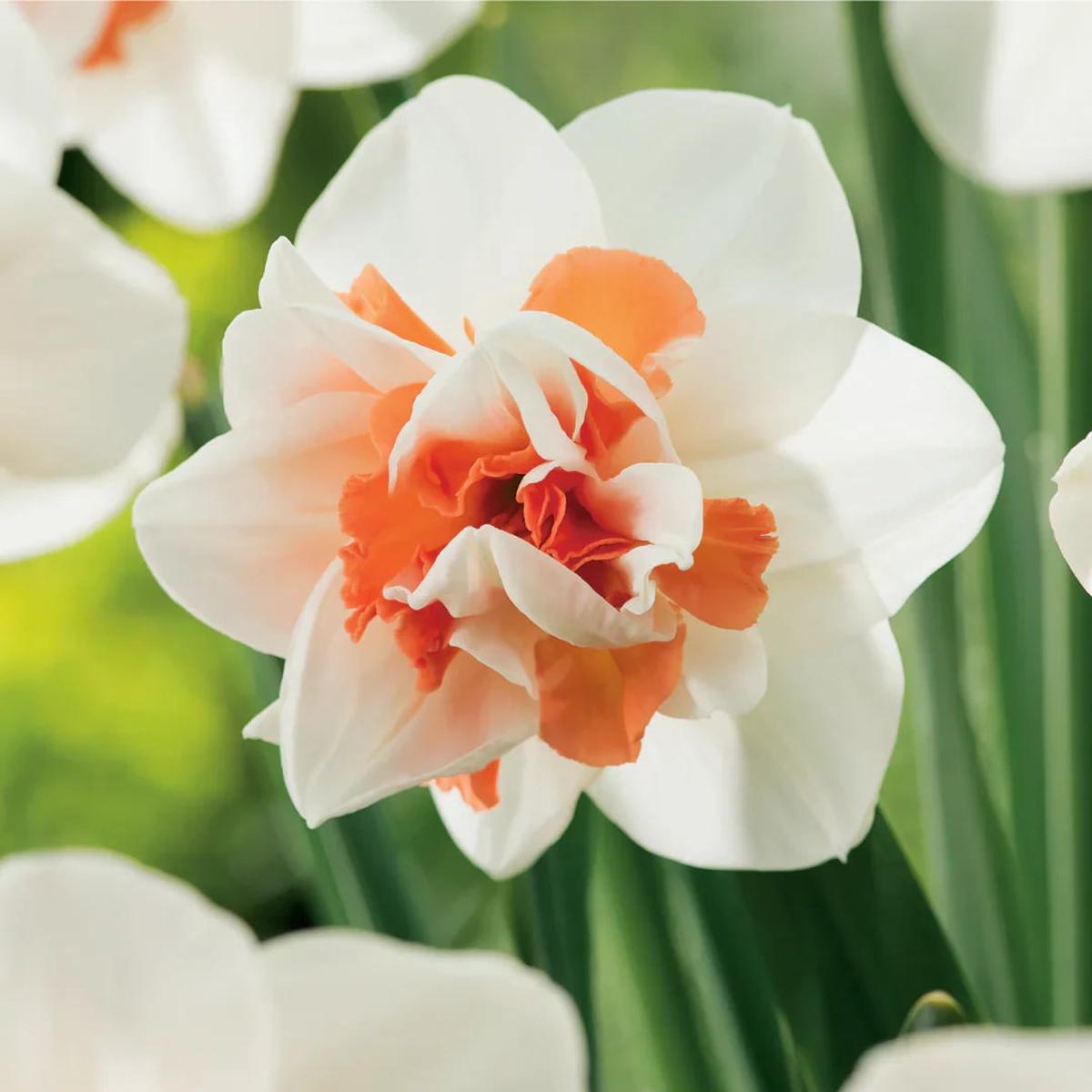 White Orange Double Petal Daffodil Seeds for Planting Heirloom, Non-GMO, High Germination Bulbs