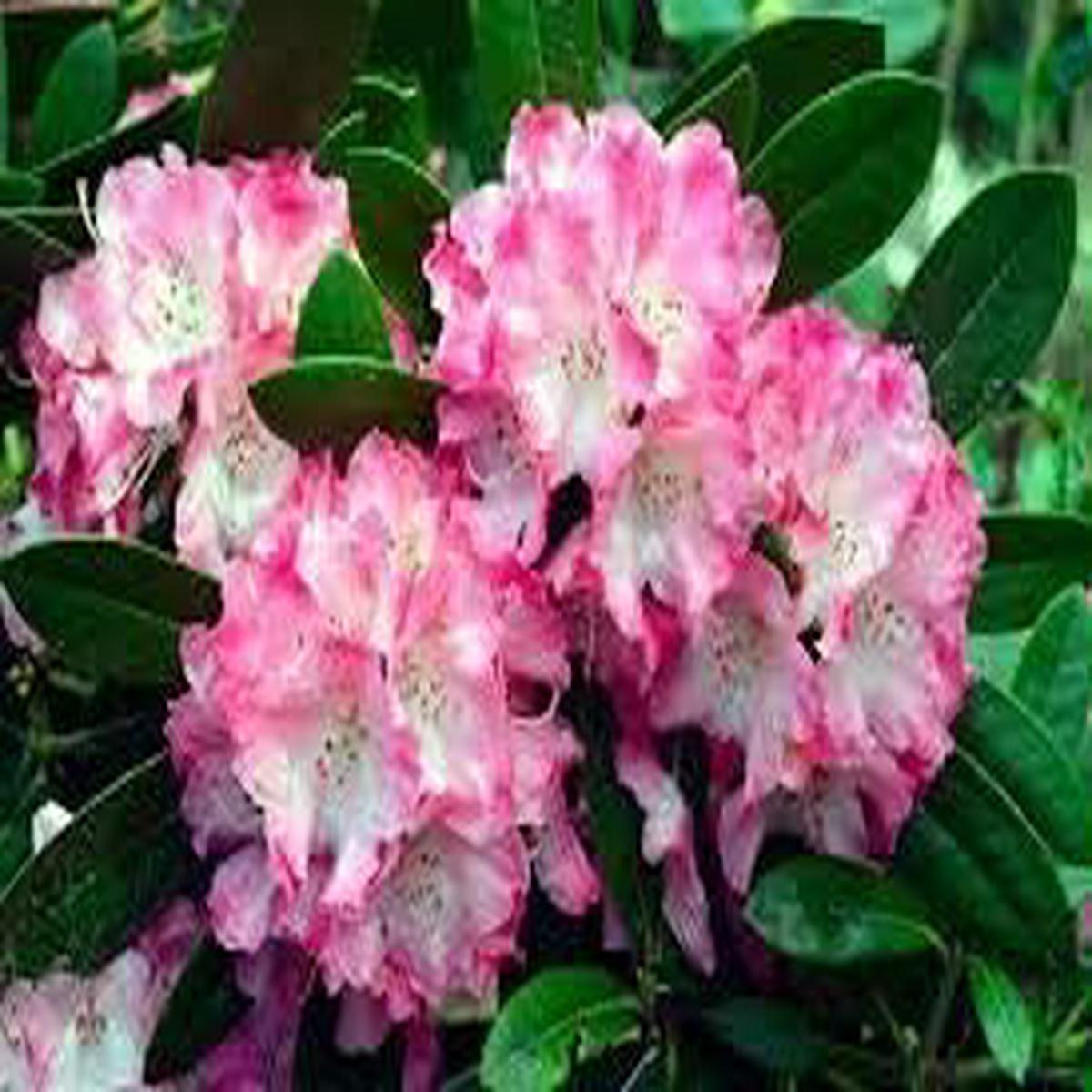 White Pink Rhododendron Flower Seeds for Planting Heirloom, Non-GMO, Organic Garden Seeds with High Germination