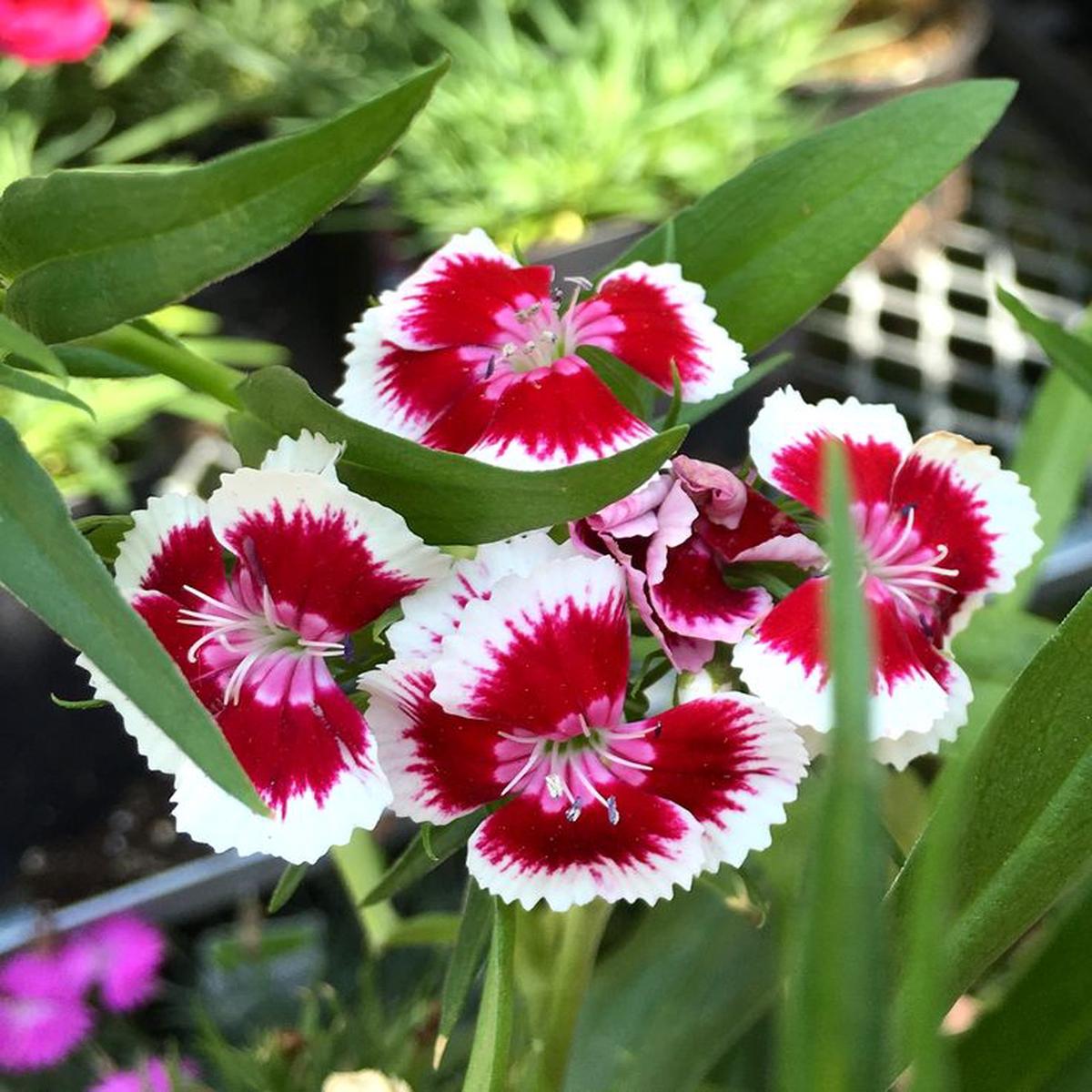 White Red Dianthus Flower seeds for Planting Fragrant Blossoms Heirloom & GMO Free Seeds for Home Garden Sale