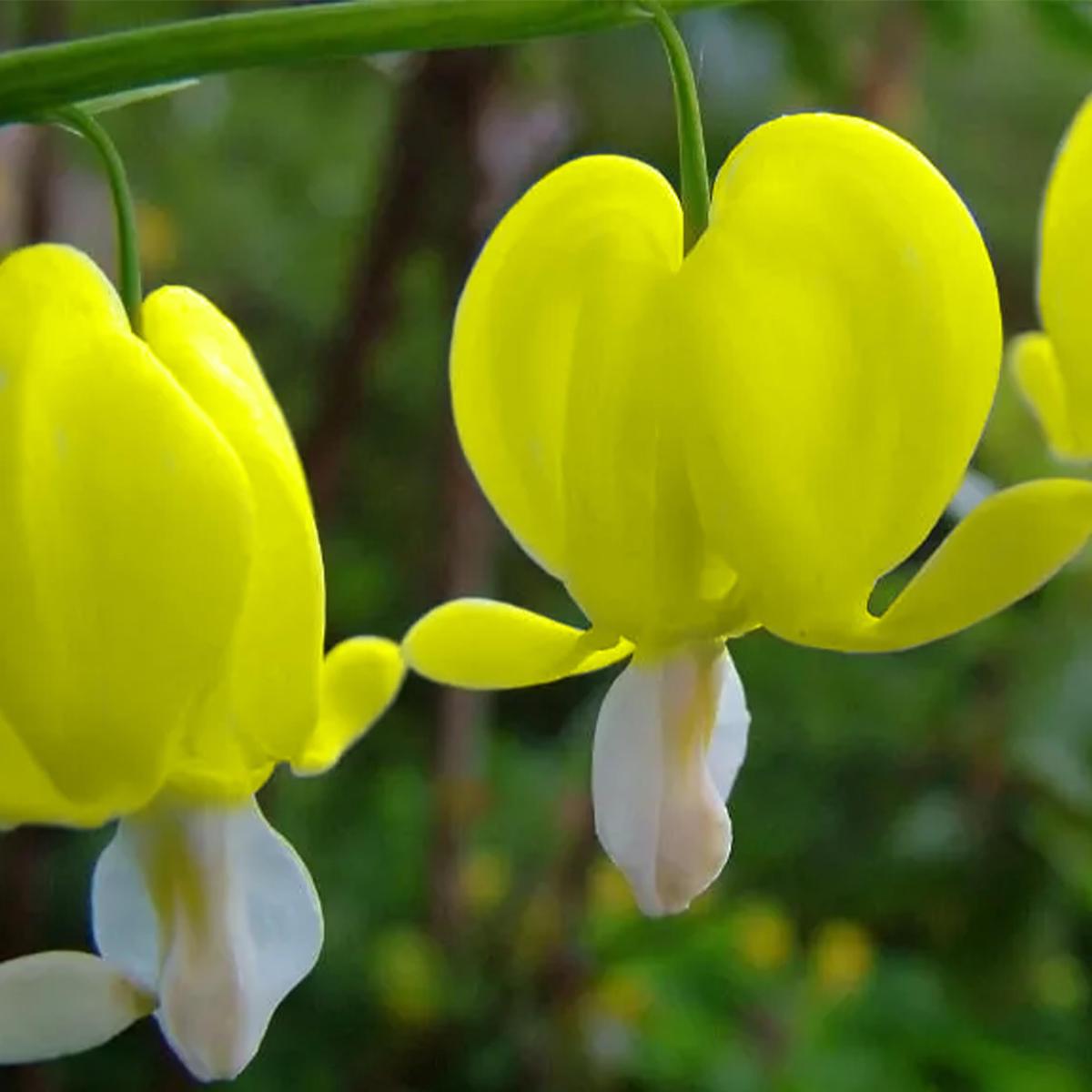 Yellow Bleeding Heart (Dicentra) Flower Seeds for Planting Heirloom, Non-GMO, Shade-Loving, Perennial