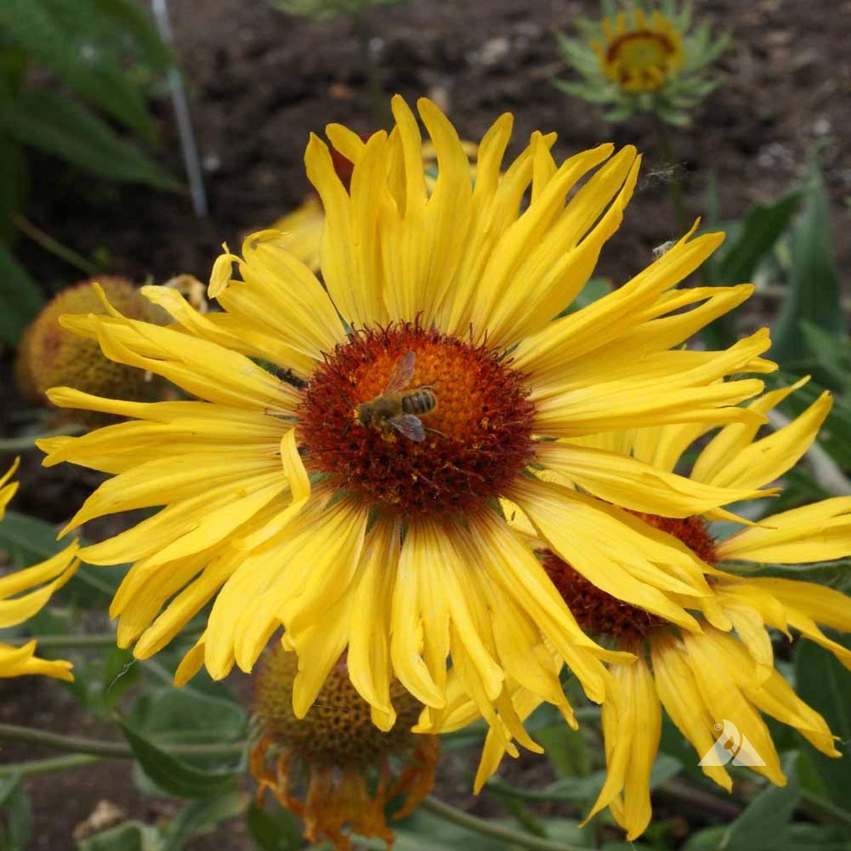 Yellow Gaillardia Seeds for Planting Heirloom, Non-GMO, High Germination Vibrant Garden Blooms