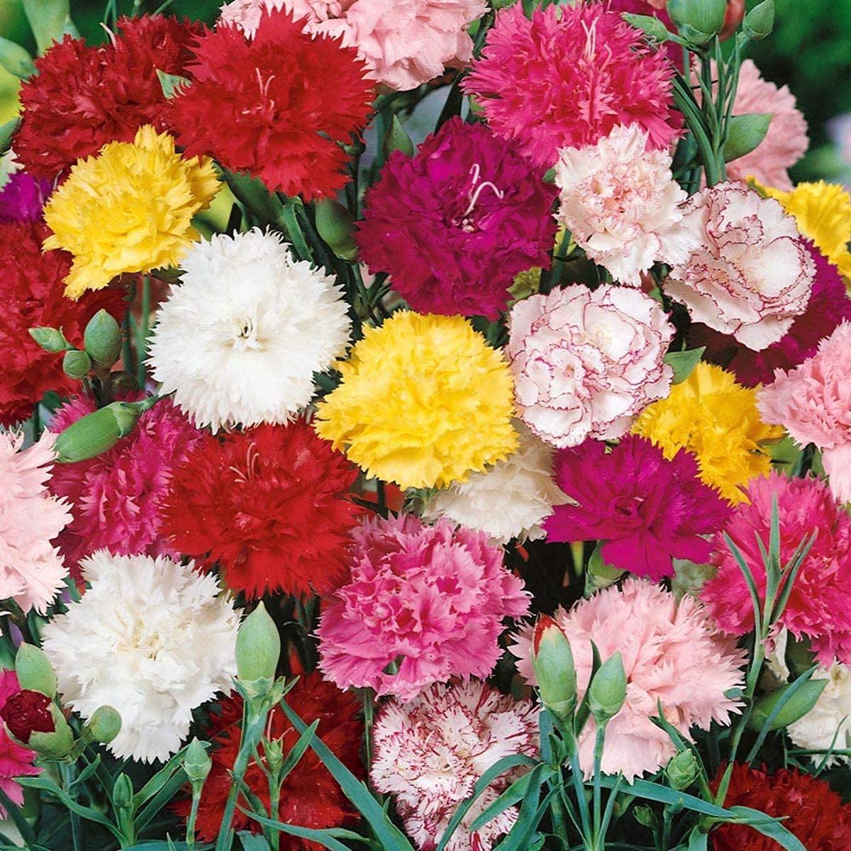 16-Color Carnation Seeds Dianthus Caryophyllus Perennial Flower